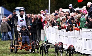 Das Schlittenhunderennen in Senne hat mehr als zehn Jahre Sportler aus ganz Deutschland, Hobbyfahrer aus Bielefeld und der Region sowie viele Zuschauer begeistert. Und zahllose Hunde. - Sarah Jonek