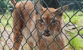 Der Luchs Linus ist bald nicht mehr im Herforder Tierpark. - Tierpark Herford