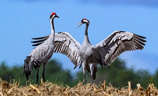Mögen sie gesund bleiben: Derzeit breitet sich in unter Kranichen die Vogelgrippe aus. Wer tote Vögel findet, sollte sie nicht anfassen. - Patrick Pleul/dpa/dpa-tmn