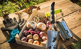 Der Herbst ist die ideale Jahreszeit, um Blumenzwiebeln einzupflanzen. - Christin Klose/dpa-tmn