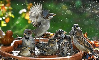 Badespaß im Garten: Auch Vögel freuen sich im Sommer über eine Möglichkeit zur Abkühlung. - Waltraud Grubitzsch/dpa