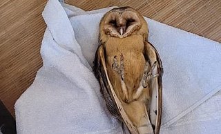 Die Tiere in Bielefeld sind in großer Not. - Wildtierhilfe Bielefeld