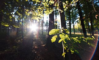 Was aus eigener Kraft Am Holsterberg wächst, darf auch wachsen. - Ave Natura