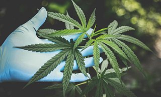 Die NW war im Cannabis-Club in Herford vor Ort und hat sich über den aktuellen Stand informiert. | Symbolbild - Pexels | Aphiwat chuangchoem