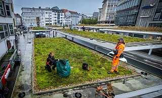 Gärtnerarbeiten auf dem Dach der Jahnplatz-Haltestellen - Sarah Jonek / Jonek Fotografie