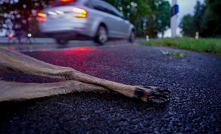 Wildunfälle kommen mit früh einsetzender Dämmerung häufiger vor. - Kapuhs/DJV
