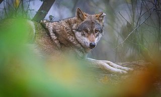 Nicht nur im Tierpark Olderdissen gibt es Wölfe, zunehmend streifen Tiere auch durch OWL. Der neue, hohe Zaun verhindert deren Eindringen. - Sarah Jonek
