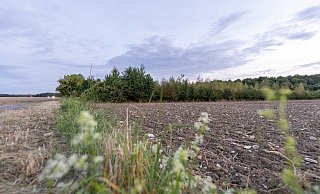 Im Paderborner Osten am George-Marshall-Ring befindet sich die Ausgleichsfläche für das Hesse-Wäldchen, das wegen eines Parkhaus-Baus gerodet werden soll. - Niklas Tüns