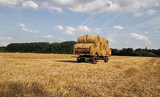 Ein Anhänger mit Rundballen steht für den Abtransport bereit. Für den Transport müssen sie noch mit Spanngurten gesichert werden. - Nicole Sielermann