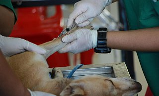 Ein Tierheilpraktiker spritzt einem Hund eine Injektion. Die Bielefelder Justiz beschäftigt in einem aktuellen Fall die Frage der fachgerechten Einschläferung. - Symbolfoto: Pranidchakan Boonrom/Pexels