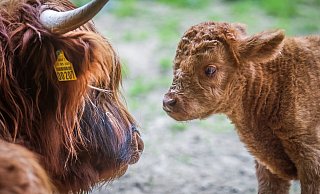 Der Bielefelder Tierpark Olderdissen landete in dem bundesweiten Ranking weit vorne. - Sarah Jonek