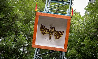 Wer holt den Adler von der Stange? In Paderborn findet das Königsschießen traditionell am Schützenfest-Montag statt. Im Kreis Paderborn pflegt jeder Schützenverein seine eigene Tradition. - Niklas Tüns