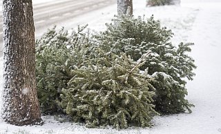 Nach dem Weihnachtsfest muss die Tanne entsorgt werden. - Niklas Tüns