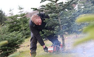 Ein Till Moerkerk fällt einen Weihnachtsbaum. - David Knapp