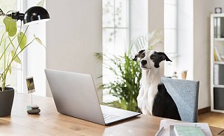 Der perfekte Coach für Karrierelektionen mit Herz und Schnauze. - imago images/Westend61