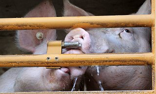 Ein Schweinetransporter war Anfang März in Stemwede auf die Seite gekippt, zehn Schweine starben. - picture alliance / dpa