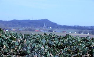 Noch sind die Rapspflanzen im Kreis Höxter sehr klein - in kaum zwei Monaten tauchen sie die Region in ein gold-gelbes Meer. - David Schellenberg