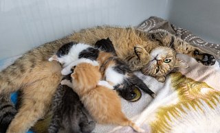 Das Tierheim in Paderborn kommt an seine Grenzen. Der Großteil der Katzen, die ein neues Zuhause brauchen, seien tragend oder Mütter mit ihren Kitten, so die Leiterin. - Niklas Tüns