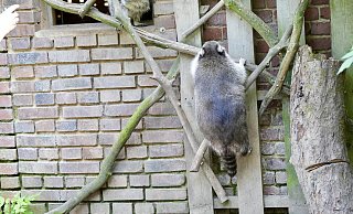 Kletterkünstler: Dieser zahme Waschbär zeigt, wie gut die Tiere etwa an einer Fassade hochklettern können. - Peter Unger