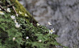 Das Buschwindröschen zählt die den ersten Frühlingsblühern.?Foto: Simone Flörke - Simone Flörke