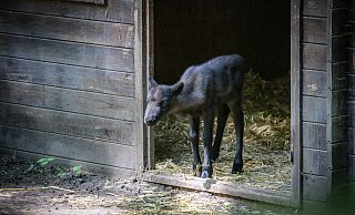 Hoppla, hier komme ich! Das Rentier-Kälbchen erkundet neugierig sein Gehege. - Daniel Salmon