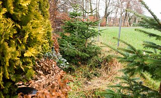 Weihnachtsbaum gestohlen: Dort, wo bis vor einigen Tagen eine Tanne stand, klafft jetzt ein Loch am Alten Salzweg in Versmold im Kreis Gütersloh. - Andre Schneider Weihnachtsbaum gestohlen: Dort, wo bis vor einigen Tagen eine Tanne stand, klafft jetzt ein Loch am Alten Salzweg in Versmold im Kreis Gütersloh. - Andre Schneider