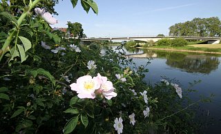 Auch wenn die Weser, hier an der Weserbrücke Höxter, idyllisch dahinfließt – sie ist stark mit Chlorid, Calium und Magnesium belastet. - David Schellenberg