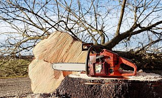 Der Mann plante einen toten Baum zu fällen. Dabei wurde er schwer verletzt. - Pixabay/W. Franz