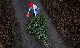 Das Bäumchen muss weg – hier finden Sie Abladestellen in Ihrer Umgebung. - picture alliance