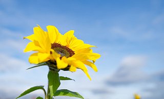 Besonders der Süden profitiert von der Wetterlage. - Uwe Anspach/dpa