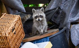 Waschbären sind clever: Sie nutzen menschliche Siedlungen als Nahrungsquelle und Schlafplatz. - Patrick Pleul/dpa