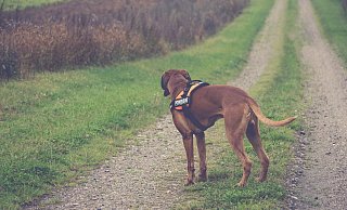Ein Hund wird vom Aussehen als Boxer- oder Pitbull-Mischling beschrieben (Symbolbild). - Pixabay