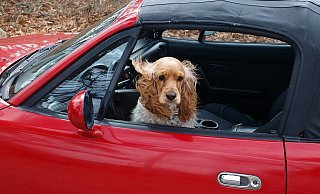 Wer seinen Hund im Auto mitnimmt, muss für ausreichend Frischluft sorgen. - pixabay