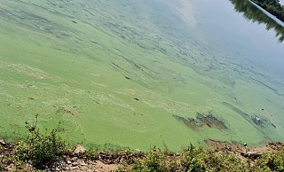 So wie hier am Lippesee sind Blaualgen im Wasser deutlich zu erkennen. - Kreis Paderborn