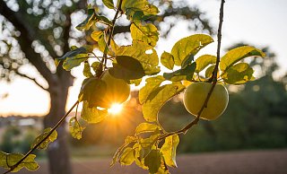 Die Sonne zeigt sich bis zur Wochenmitte noch öfter in Deutschland. - Daniel Vogl/dpa