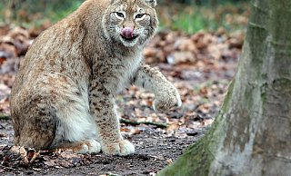 Linus ist der Nachwuchs bei Familie Luchs im Herforder Tierpark. - Frank-Michael Kiel-Steinkamp