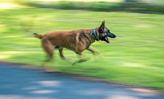 Ein Polizeihund aus Bielefeld stoppte einen 39-jährigen Mann aus Löhne, nachdem er im Kreis Gütersloh einen Unfall verursacht hatte und vom Unfallort geflohen war. - Symbolfoto: dpa