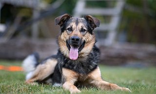 Der schwarz-braune, vierjährige Mischling Peanut ist kuschelig, brav, ein guter Wachhund und Spielkamerad, mutig, aufmerksam, lustig, schlau, weich, fantastisch – und noch vieles mehr, so seine Familie. - Oliver Krato