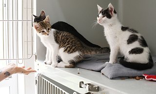 Das Tierheim Paderborn beherbergt rund 150 Katzen. Es können keine weiteren Tiere aufgenommen werden. - Lena Henning