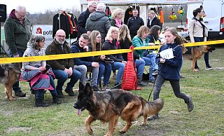 Cécile Josephs (10) führt Calista vom Externstein (3) vor dem interessierten Publikum konzentriert durch den Ring. - Louisa Kohnert