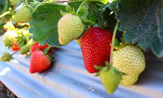 Verbraucher müssen bei Erdbeeren tiefer in die Tasche greifen. - Pixabay