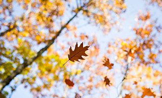 Um faszinierende Herbstbilder geht es beim aktuellen NW-Fotowettbewerb. - picture alliance / dpa
