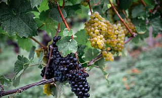 Die Weinernte fällt geringer aus als zu Beginn erwartet. (Archivbild) - Daniel Vogl/dpa