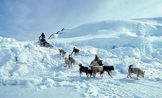 Ewiges Eis: Ein Inuk ist auf Grönland mit einem Hundeschlitten unterwegs. - picture alliance