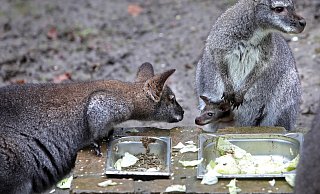Hier wird erst einmal der Känguru-Zuwachs beschnuppert. Das Jungtier hat kurz nach Weihnachten zum ersten Mal aus dem Beutel geschaut. - Frank-Michael Kiel-Steinkamp