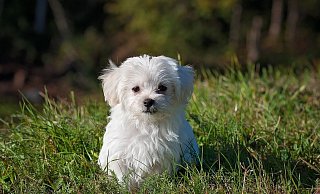 Hunde sollte stets angeleint und nicht aus den Augen gelassen werden. - Symbolbild: Pixabay