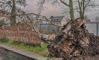 Hinter dem Rathaus von Bad Oeynhausen hat der Sturm eine große Birke entwurzelt. - Volker Müller-Ulrich