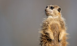 Ein Erdmännchen blickt aus seinem Gehege im Zoo Osnabrück. - picture alliance/dpa