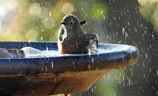 Bei dem Wetter ist es gerade auch für Vögel schwierig, an genug Wasser zukommen. - Pixabay