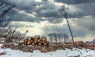 Der Wald stirbt, das ist fast überall im Teuto zu sehen - hier nahe des Eisernen Antons. - Andreas Zobe